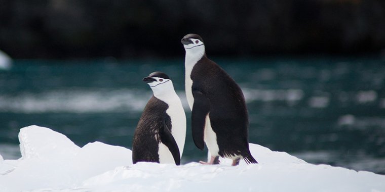 Pingouins de l'Antarctique